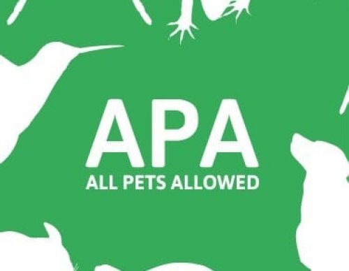 46689648_2067793403283303_2963465762804596736_n